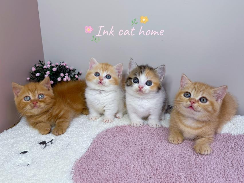 แมวมันช์กิ้น ขาสั้น Munchkin cat