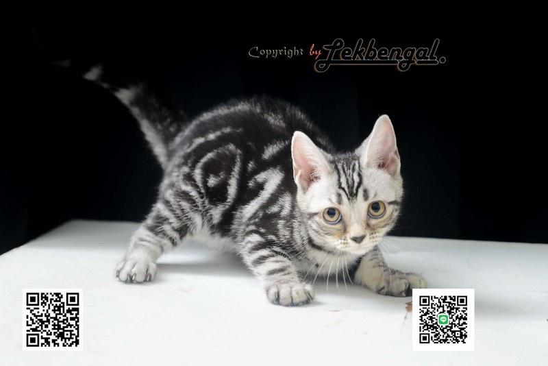 ลูกแมวอเมริกันชอตแฮร์สวยมากๆ สีซิลเวอร์ลายมาเบิ้ลดำเข้ม พันธุ์แท้ เพศเมีย รูปที่ 12