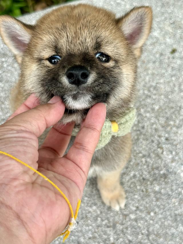 ชิบะอินุ Shiba