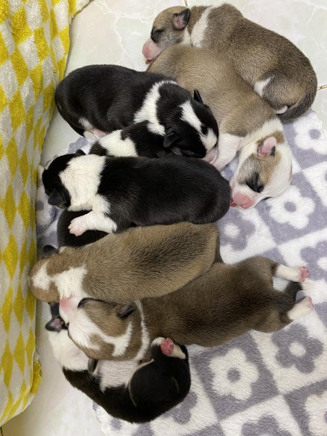 ลูกหมา 7