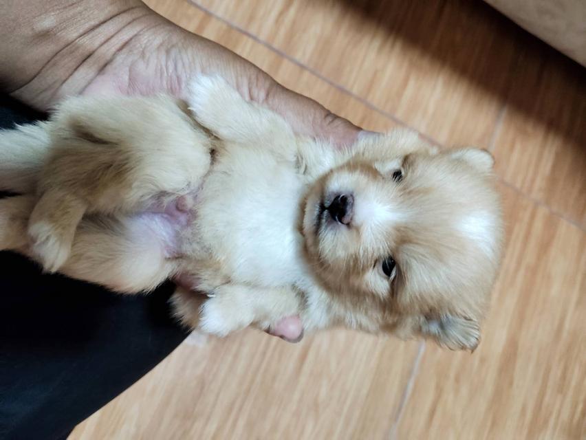 ปอมปอมแท้อยู่แถวมีนบุรีหทัยราษฎร์ รูปย่อยที่ 1