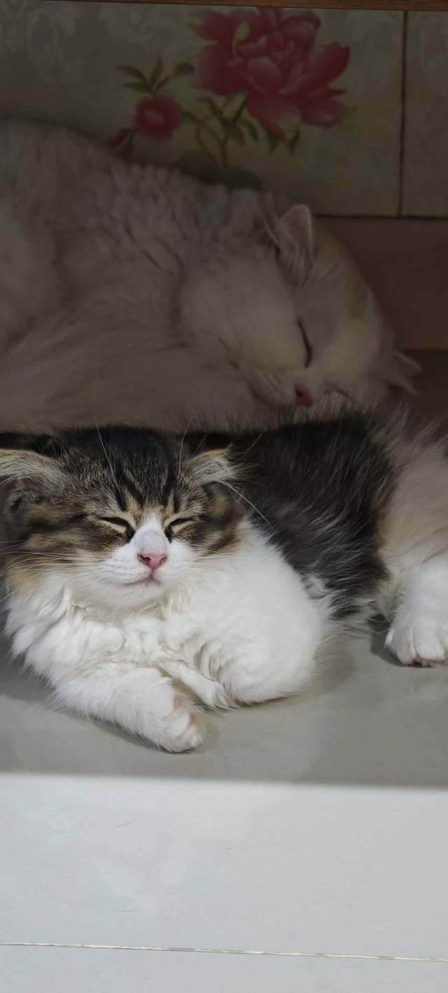 แมว ขาสั้น