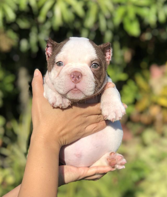 อเมริกันบูลลี่เพศเมียสีขาวช็อค