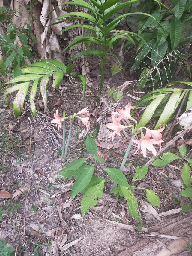 ต้นไม้มงคลนำโชคมหารวย รูปที่ 3