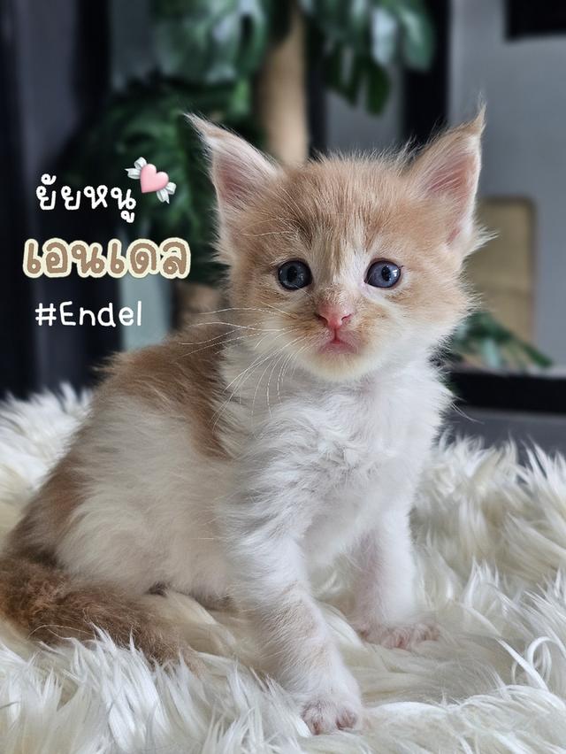 เปิดจอง ลูกแมวเมนคูน