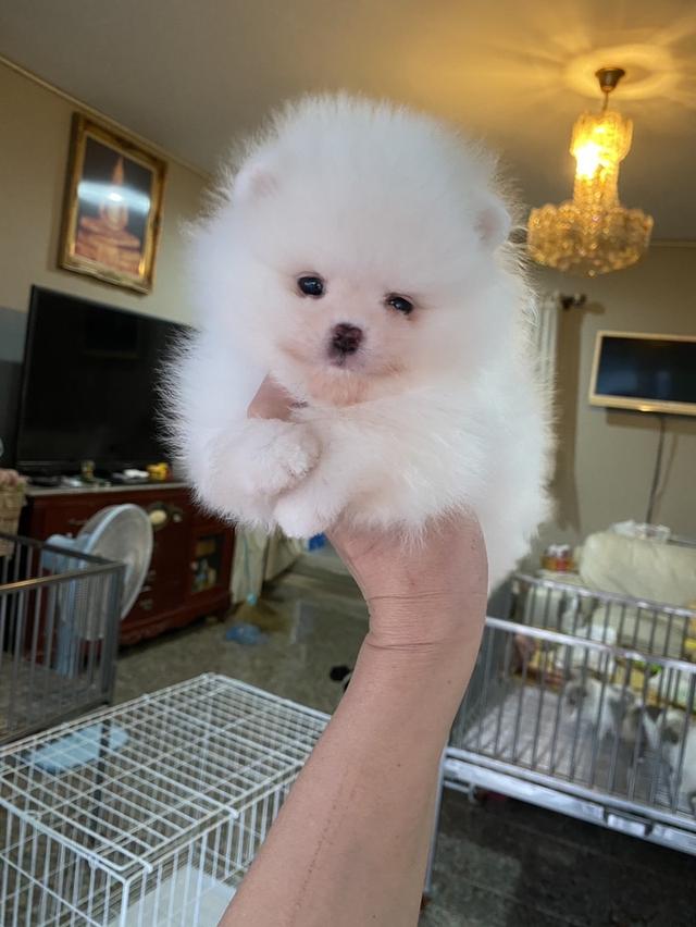 ปอมแท้ อายุ2เดือน อ้วนกลมหมี ขนแน่นหนาฟู รูปที่ 2