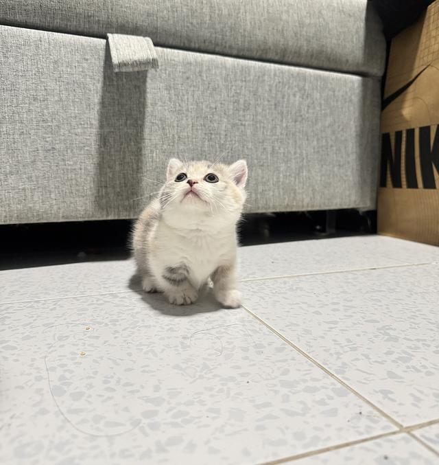 ลูกแมวพันธุ์มัชกิ้นขาสั้น 5