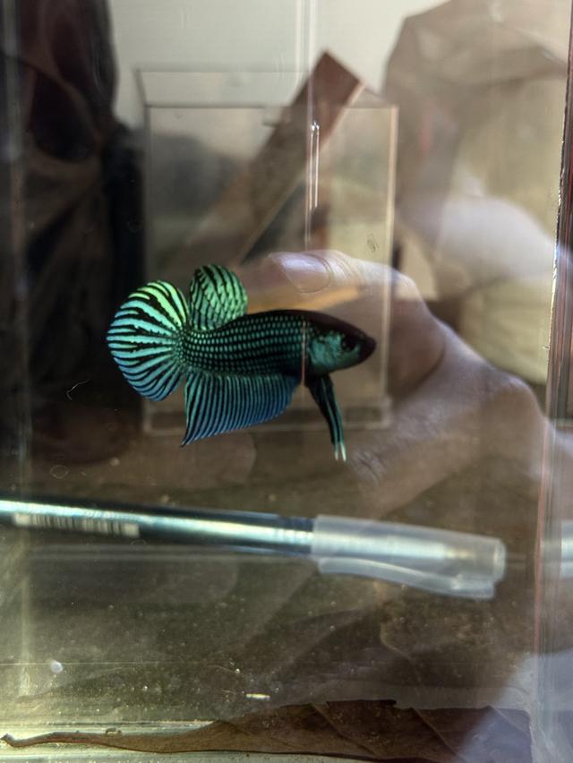 ปลากัดป่าหลากหลายสายพันธุ์