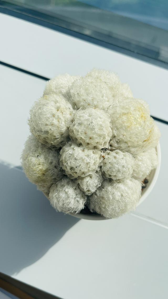 แมมขนนกขาว Mammillaria