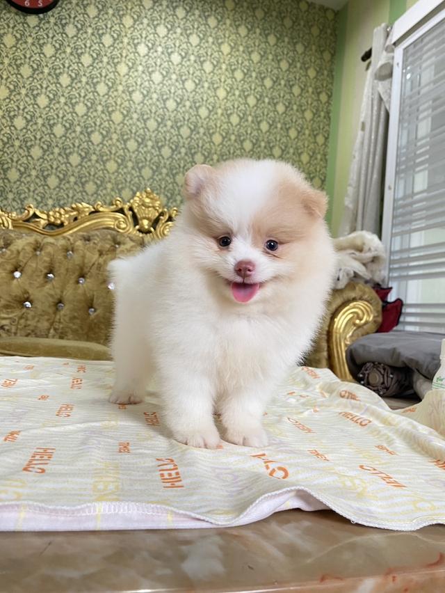 ปอมเมอเรเนียนแท้ พร้อมเลี้ยง 4