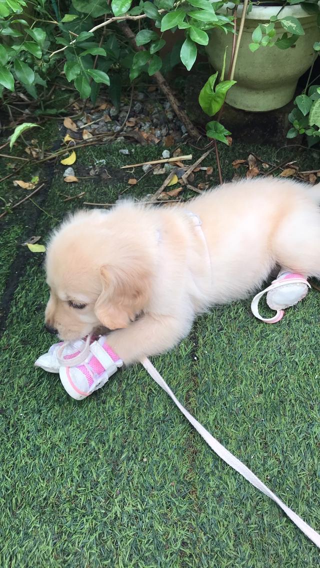 ลูกโกเด้น