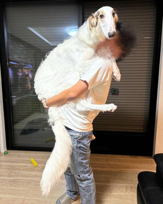 ขาย Borzoi แท้ นำเข้า 3