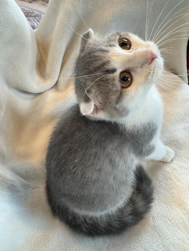 คนขายเลี้ยงเองค่ะ สก็อตติสโฟล์ด เมีย รูปที่ 5