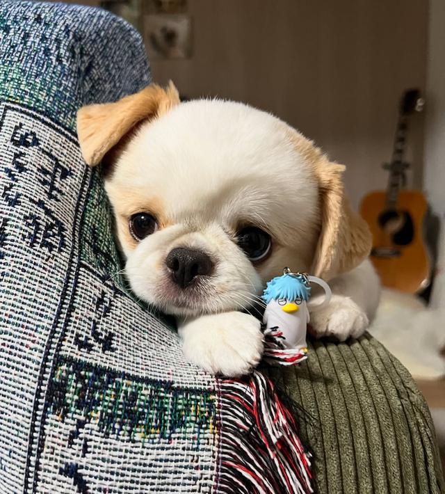 ขายถูกมาก สุนัขพันธุ์เล็ก Pekingese สุดน่ารัก 3