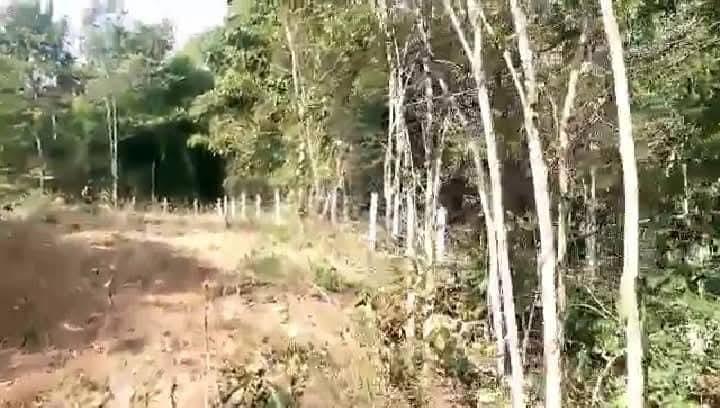 ที่รอออกเอกสารสิทธิ์7ไร่1งาน72ตารางวายกแปลง 220,000บาท​ ล้อมรั้วลวดหนามเรียบร้อย ติดถนนสาธารณะ 2ด้าน  มีต้นลำใยต้นมะม่วง ไผ่ มะพร้าว ต้นสัก ต้นมะขาม 13