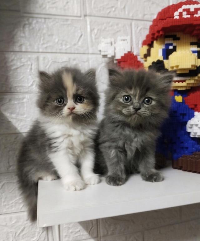 ลูกแมวเปอร์เซียแท้...