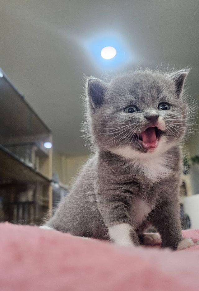 บริติช-สก็อตติช เจ้ขี้วีน