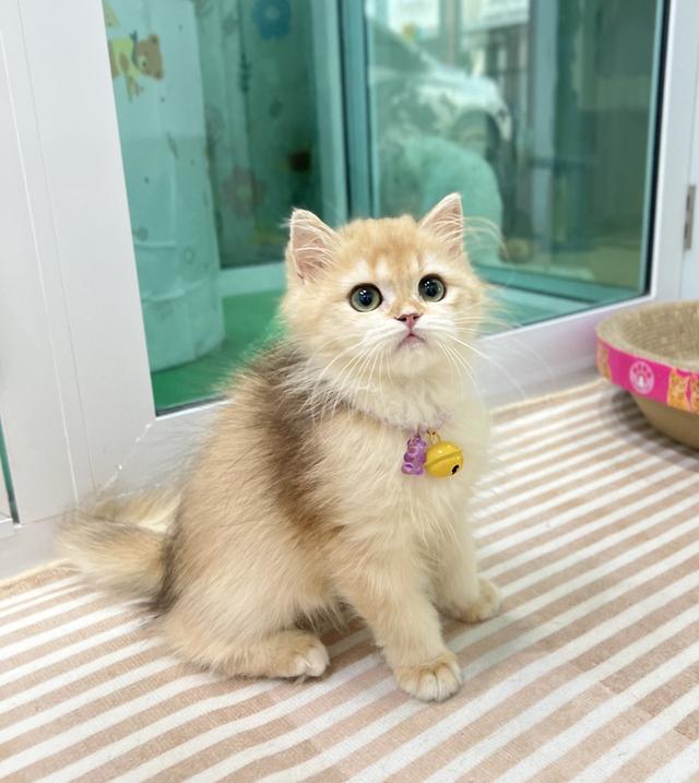 ดญ.คาปู