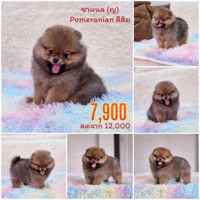 ปอมแท้ ชิสุผสมปอม พิกัดรามอินทรา