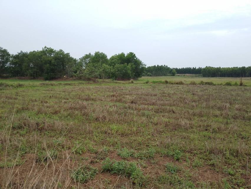 ที่ดินโฉนดครุฑแดงจำนวน22ไร่ราคาไร่ล่ะ120000บาท อำเภอเมืองสระแก้ว 7