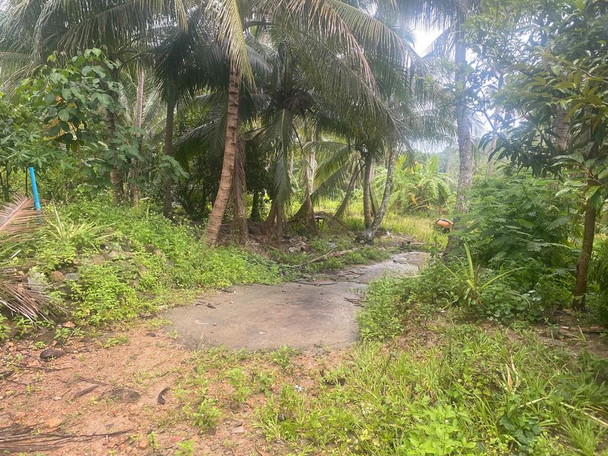 ขาย…ที่ดิน 18 ไร่ใกล้หาดเขาพรายดำ อ่าวขนอม จ.นครศรีธรรมราช 14