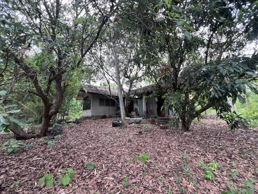 ที่ดิน 23 ไร่ อำเภอ แม่ทะ จังหวัด ลำปาง 12