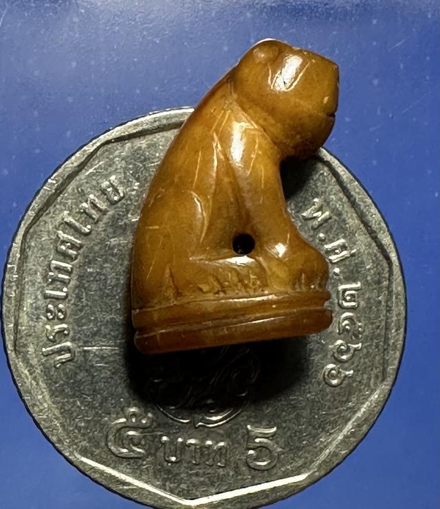 เสือเขี้ยวแกะ มีจาร รอบ 9