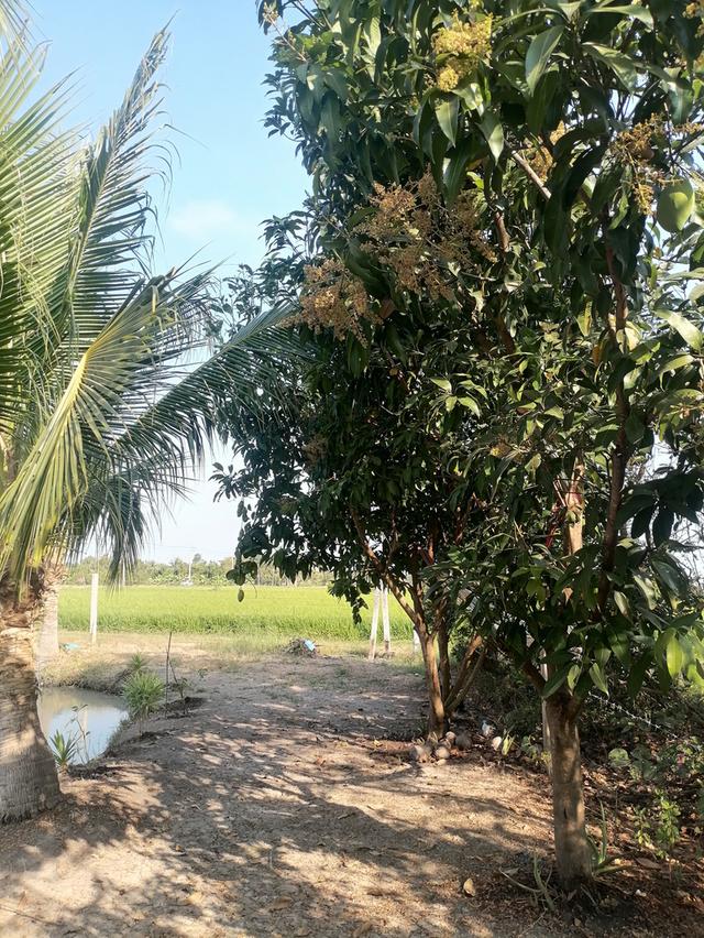 ที่ดินพร้อมปลูกสร้าง​บ้าน​ ไม่ไกล​ความเจริญ​ ที่บึงน้ำ​รักษ์​ 12