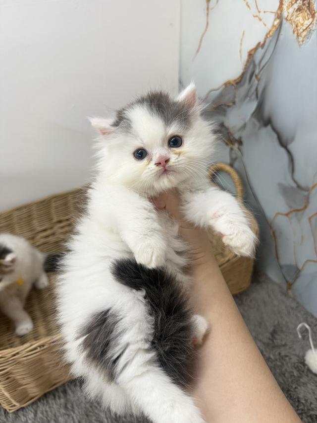 ลูกแมวพันธุ์สก๊อตติช รูปที่ 2