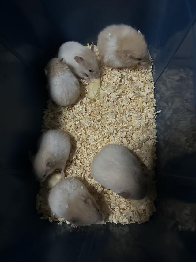 หนูแฮมเตอราาาาาาาาาาาาาา