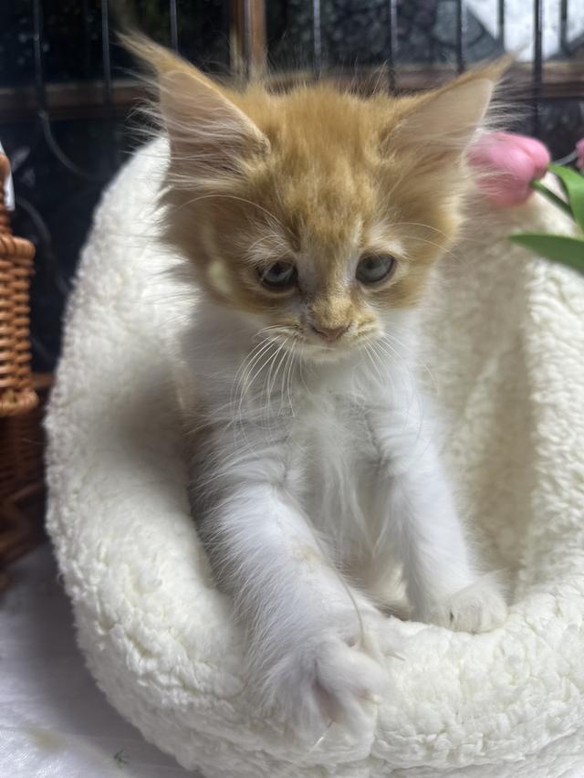 ได้บ้านแล้ว แมวส้ม ตัวผู้ เมนคูนทบริทิชช้อตแฮร์ 