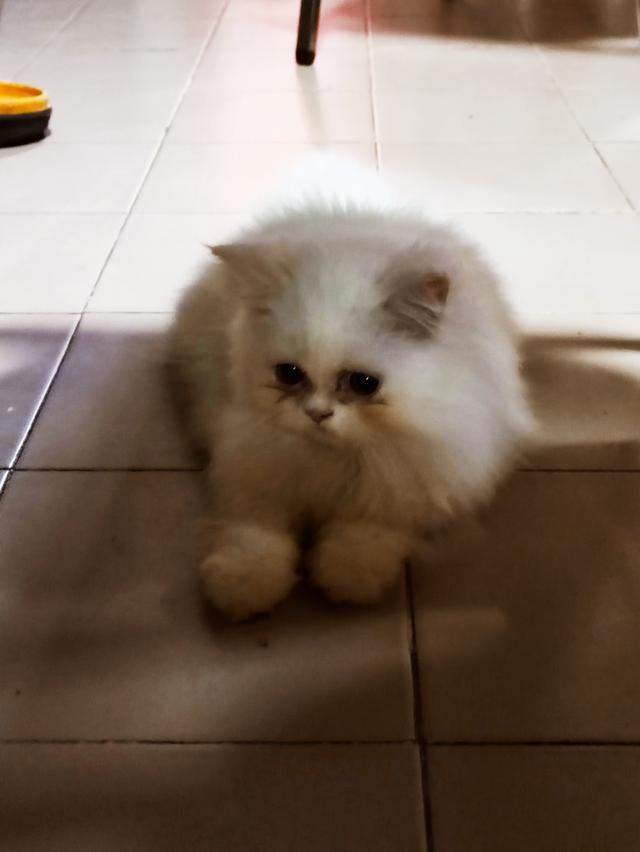 Persian big cats for sell รูปที่ 4