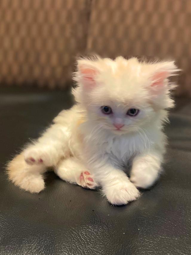 แมวขาวปนส้มนิดหน่อย-(boy)เกิด13/10/68 8