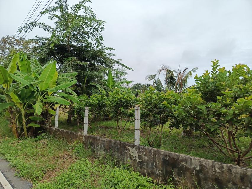 ขายที่ดิน 4