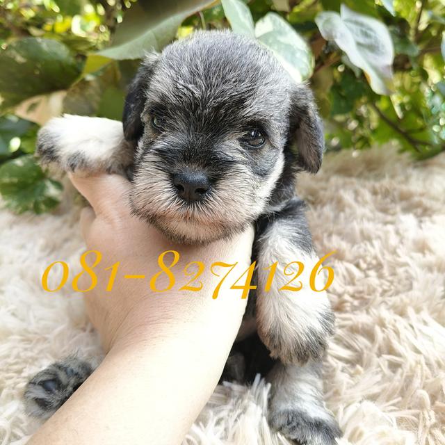 ลูกชเนาเซอร์ มีทุกสี