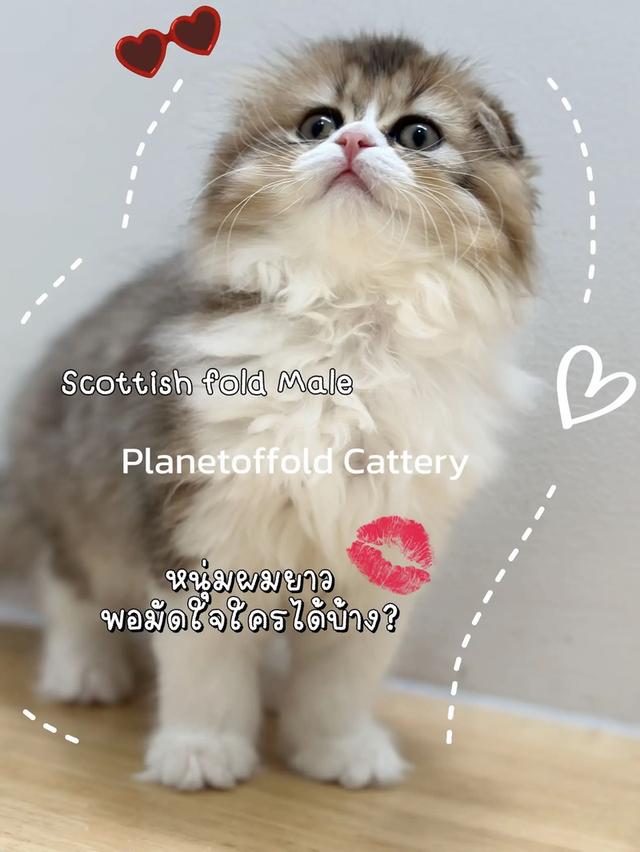 แมว Scottish fold 3