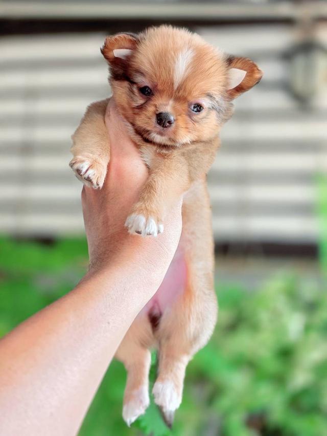 ชิวาวาแท้ เพศเมีย ขนยาว รูปที่ 7