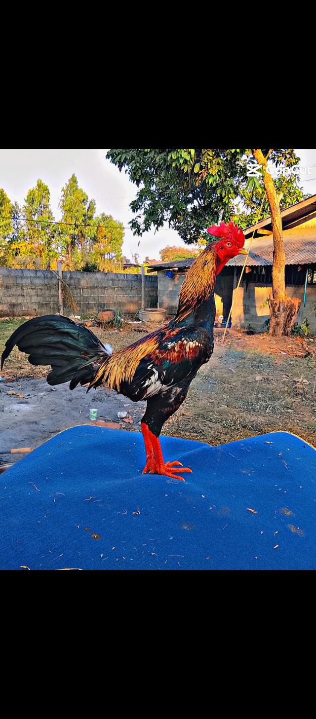 ไก่ชน พม่าหน้าคาง+เบอร์แข้ง