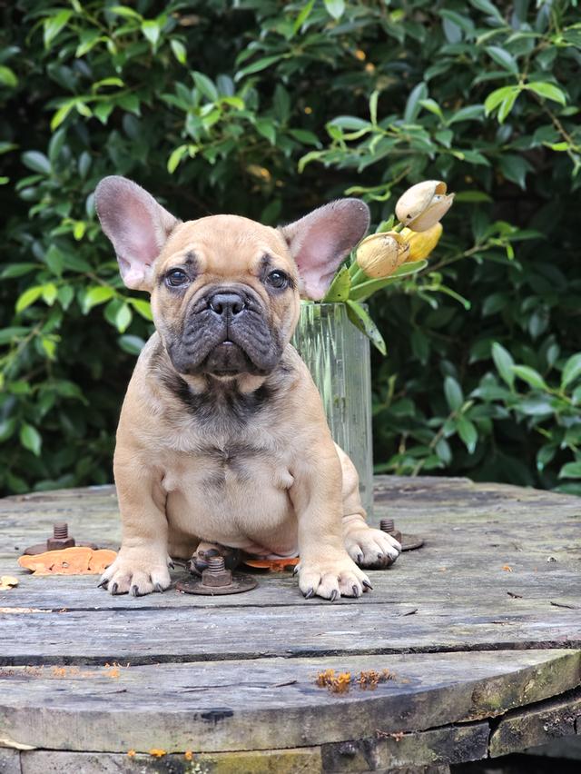 เฟรนช์บลูด็อก 2