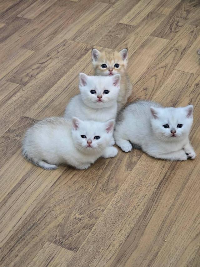 แมวบริติช British shorthair