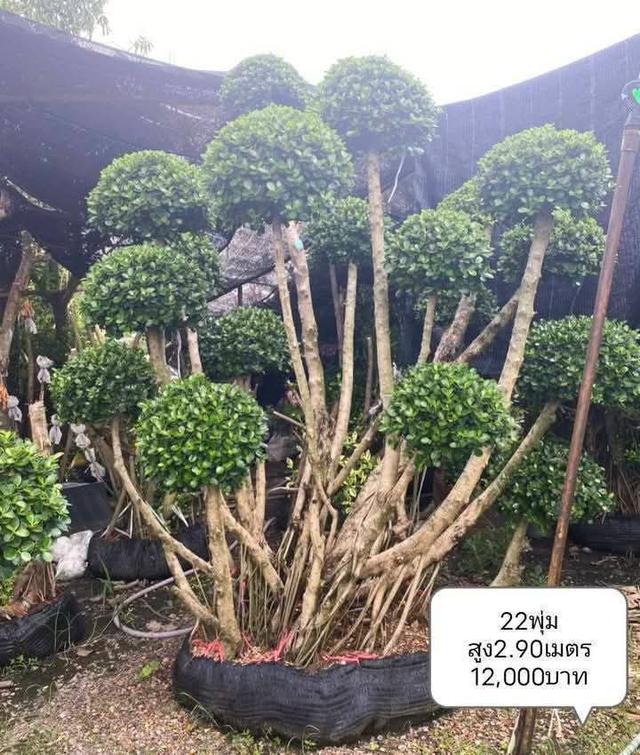 ไทรต่อยอดช้อนเงินช้อนทอง