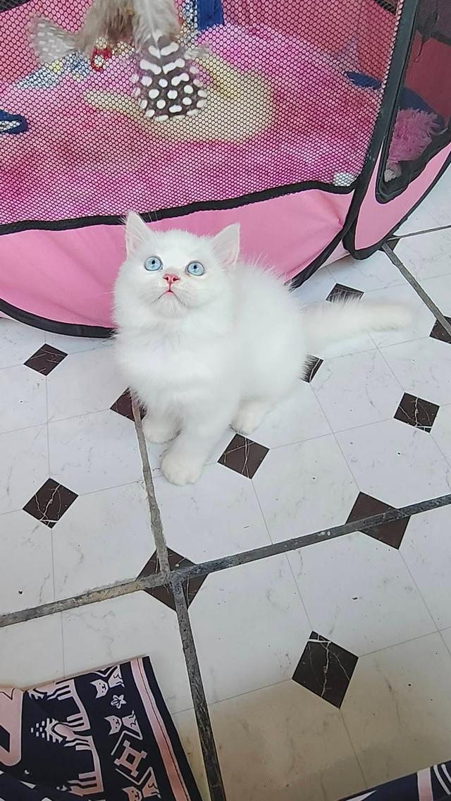 แมวเปอร์เซียแท้สีขาวล้วนตาฟ้า รูปที่ 3