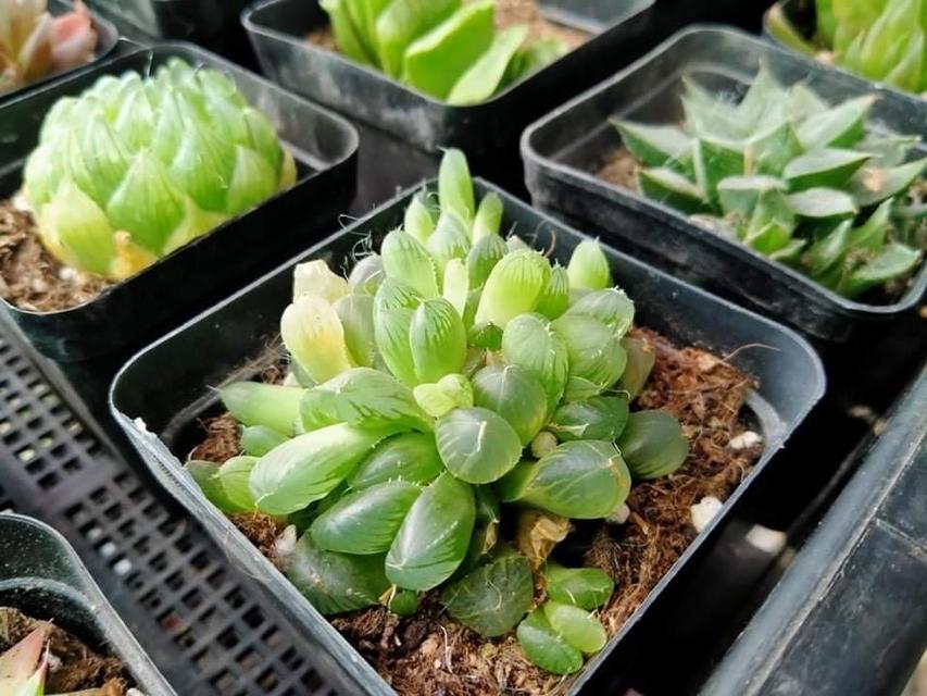 ขายเหมากุหลาบหิน Haworthia  5