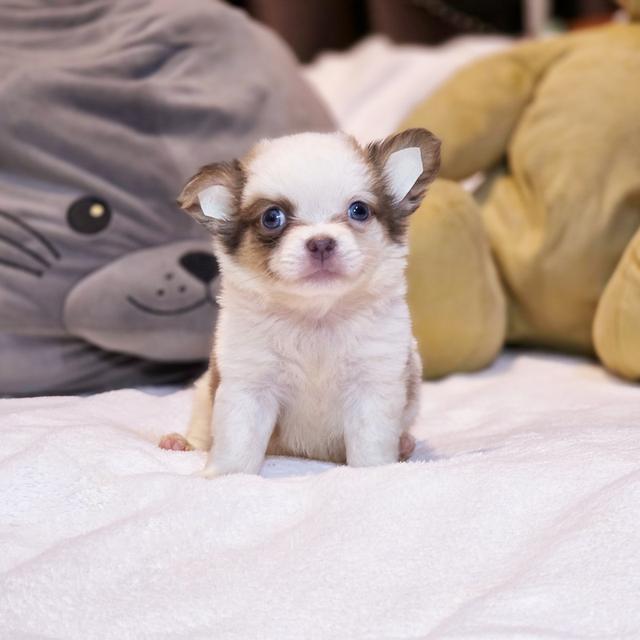 Chihuahuaขนยาวหนุ่มหล่อน้องพ๊อตเตอร์