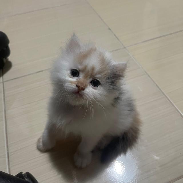 เจ้าจิ๋วสามสี 2
