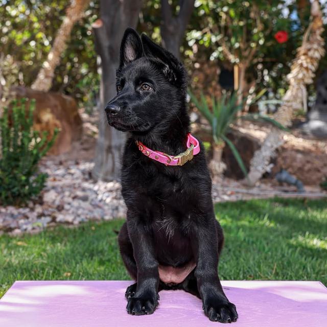 German Shepherd Puppies for sale รูปที่ 4