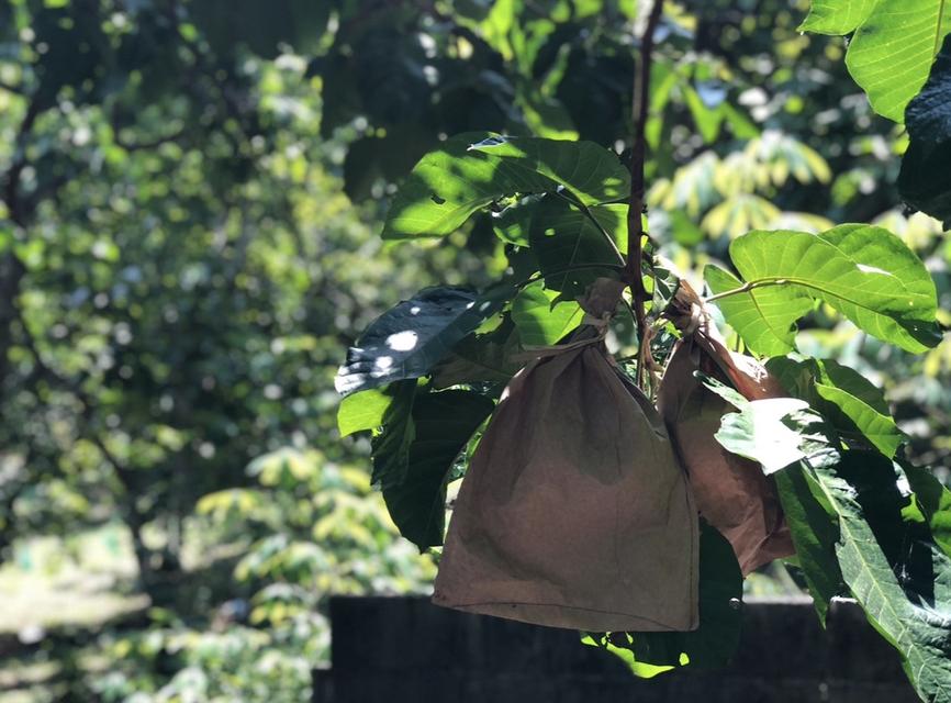 ที่ดิน สวนกระท้อน .................... 11