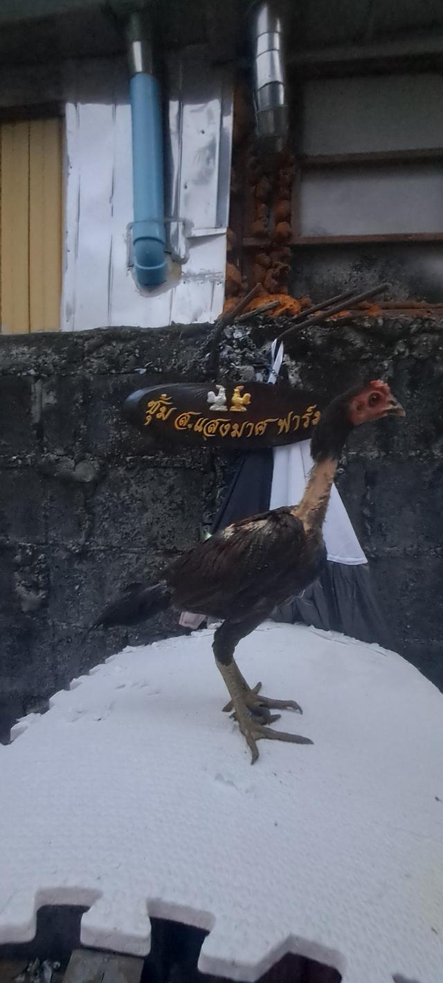 แบ่งสายพันธุ์ ลูกไก่ชน เหล่าพ่อแม่เงินล้าน รูปที่ 14