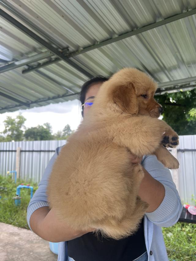 ลูกสุนัขโกเด้น รีทรีพเวอร์ 3