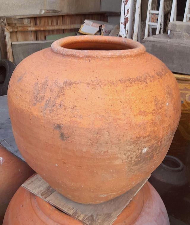 โอ่งแดง ใบใหญ่ ไซต์จัมโบ้ ขนาด70ซม โอ่งแดงอยุธยา